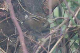 Imagem de Funambulus sublineatus (Waterhouse 1838)