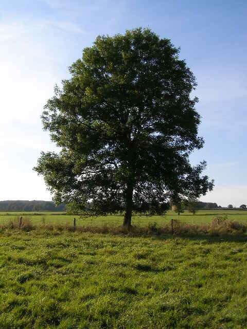 Imagem de Fraxinus excelsior L.