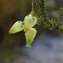 Image of Erica urna-viridis Bolus