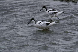 Image of avocet, pied avocet