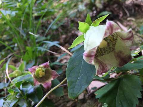 Imagem de Codonopsis lanceolata (Siebold & Zucc.) Benth. & Hook. fil. ex Trautv.