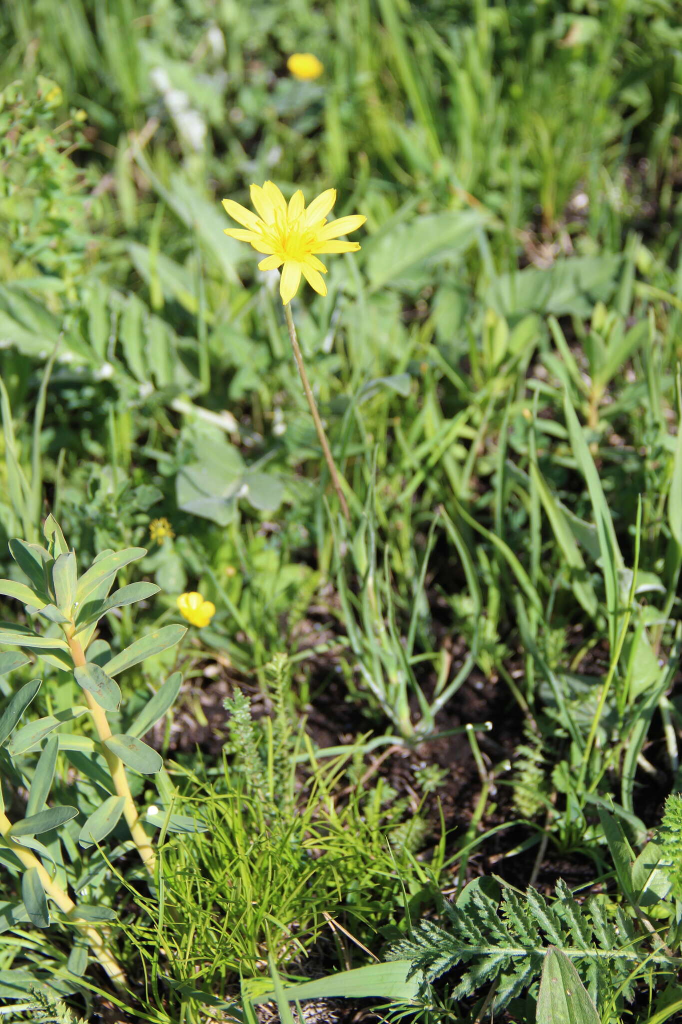 Image of Tragopogon reticulatus Boiss. & Huet