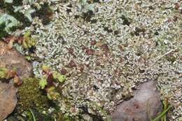 Image of Pacific fishscale lichen