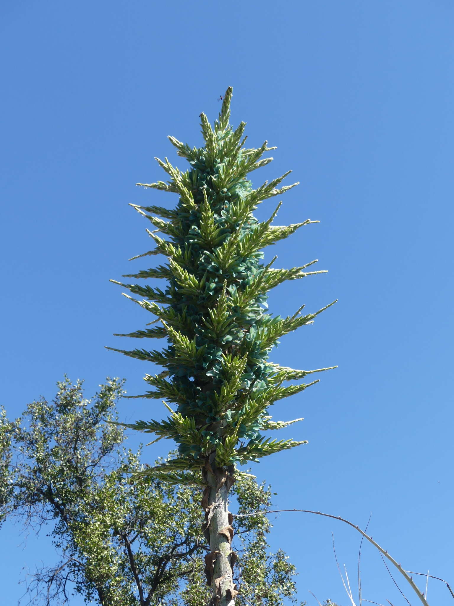 Puya alpestris subsp. zoellneri Zizka, J. V. Schneid. & Novoa的圖片