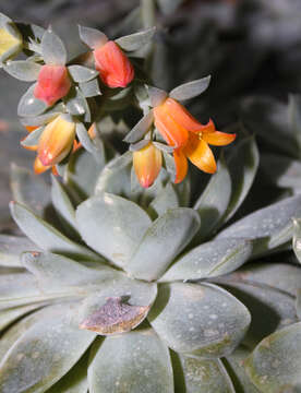 Image of echeveria