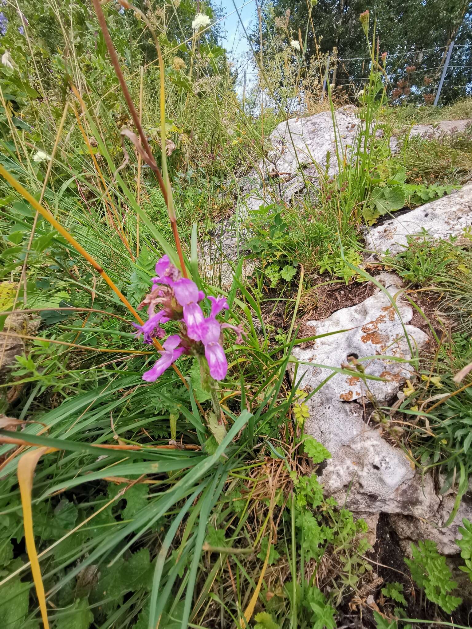 Image de Betonica macrantha K. Koch