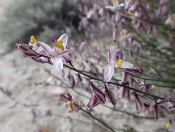 Слика од Rhinotropis desertorum (Brandegee) J. R. Abbott