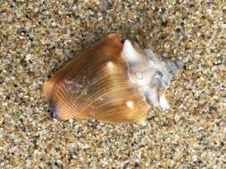 Image of West Indian fighting conch