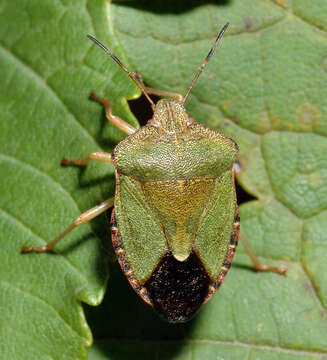 Image of Green shield bug