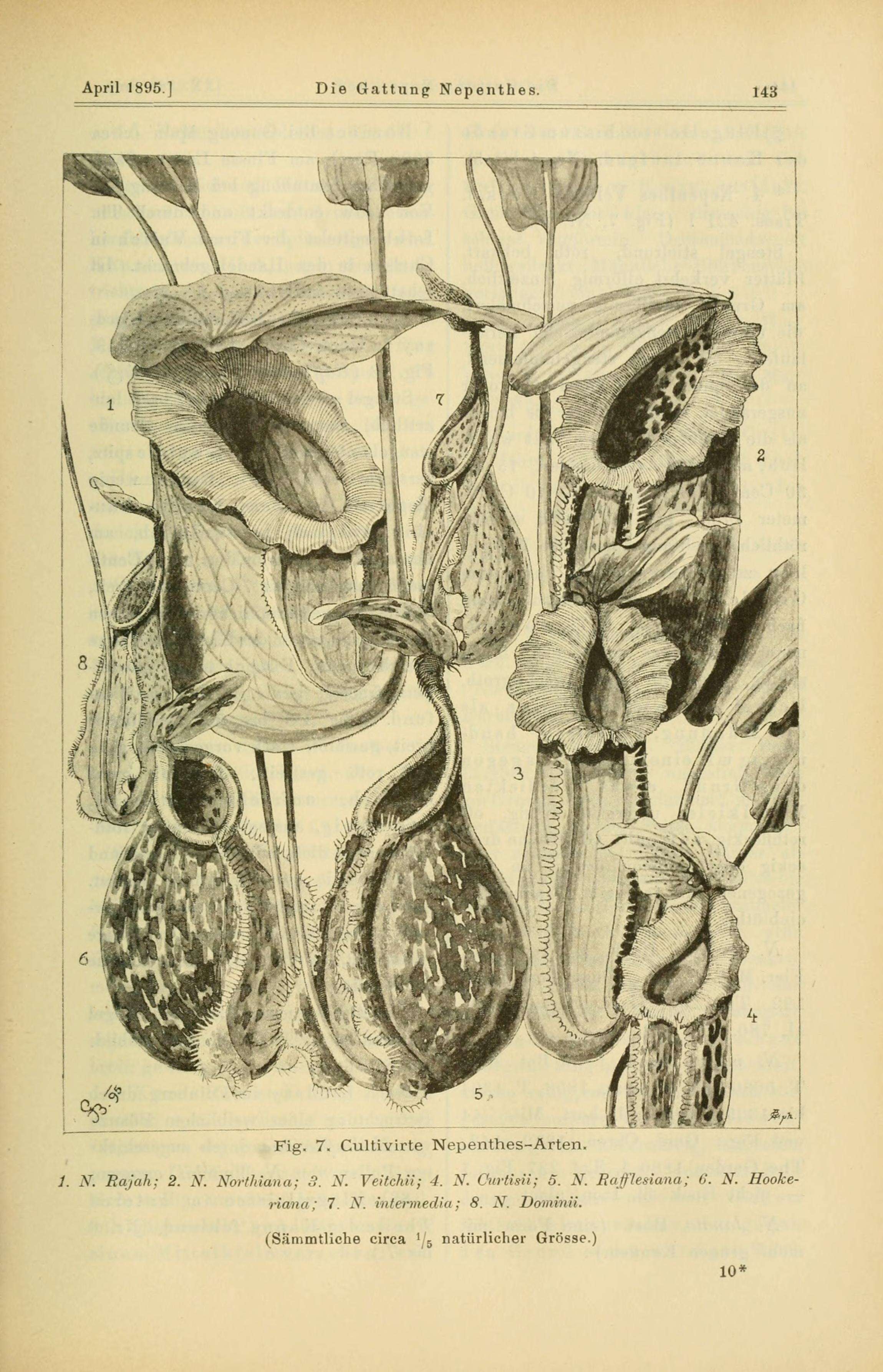 Image of Raffles' pitcher plant