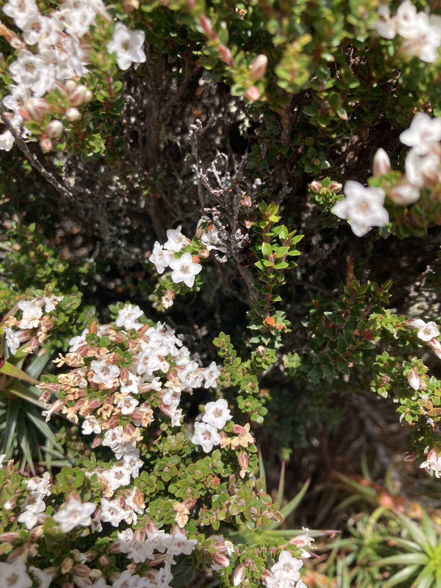 Plancia ëd Epacris serpyllifolia R. Br.