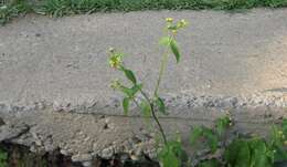 Image of Smooth peruvian daisy