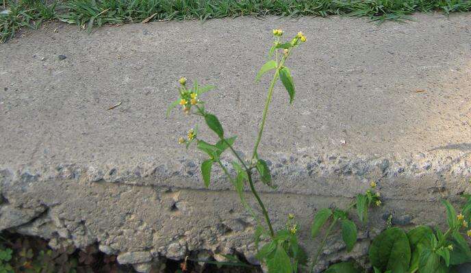 Image of Smooth peruvian daisy