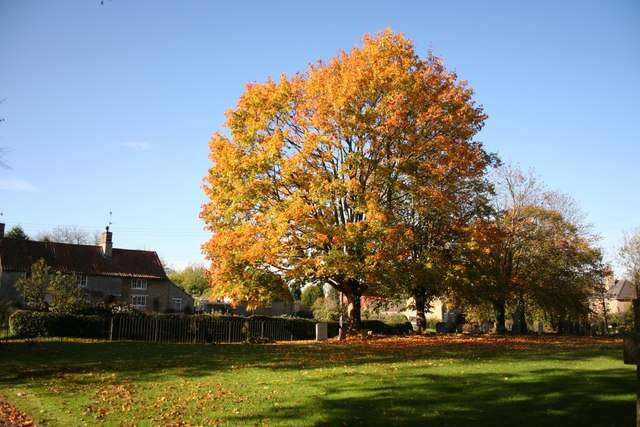 Image of Field Maple