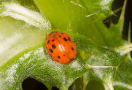 Subcoccinella的圖片