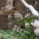 Image of Snow Speedwell