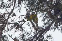 Image of White-winged Apalis