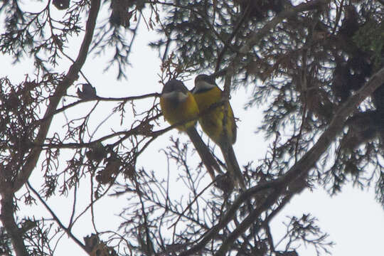 Image de Apalis à ailes blanches