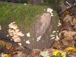 Image of Crepidotus mollis (Schaeff.) Staude 1857