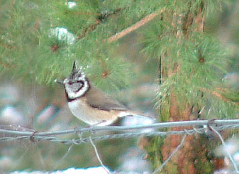 Image of Lophophanes Kaup 1829