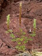 Image de Nepeta annua Pall.