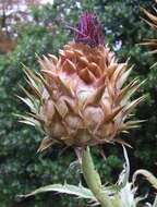 Image of cardoon