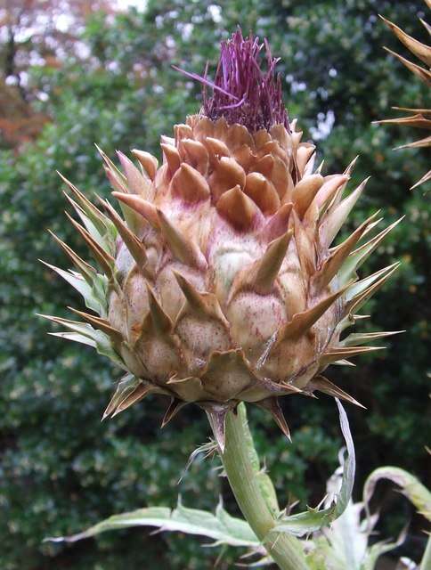 Image of cardoon