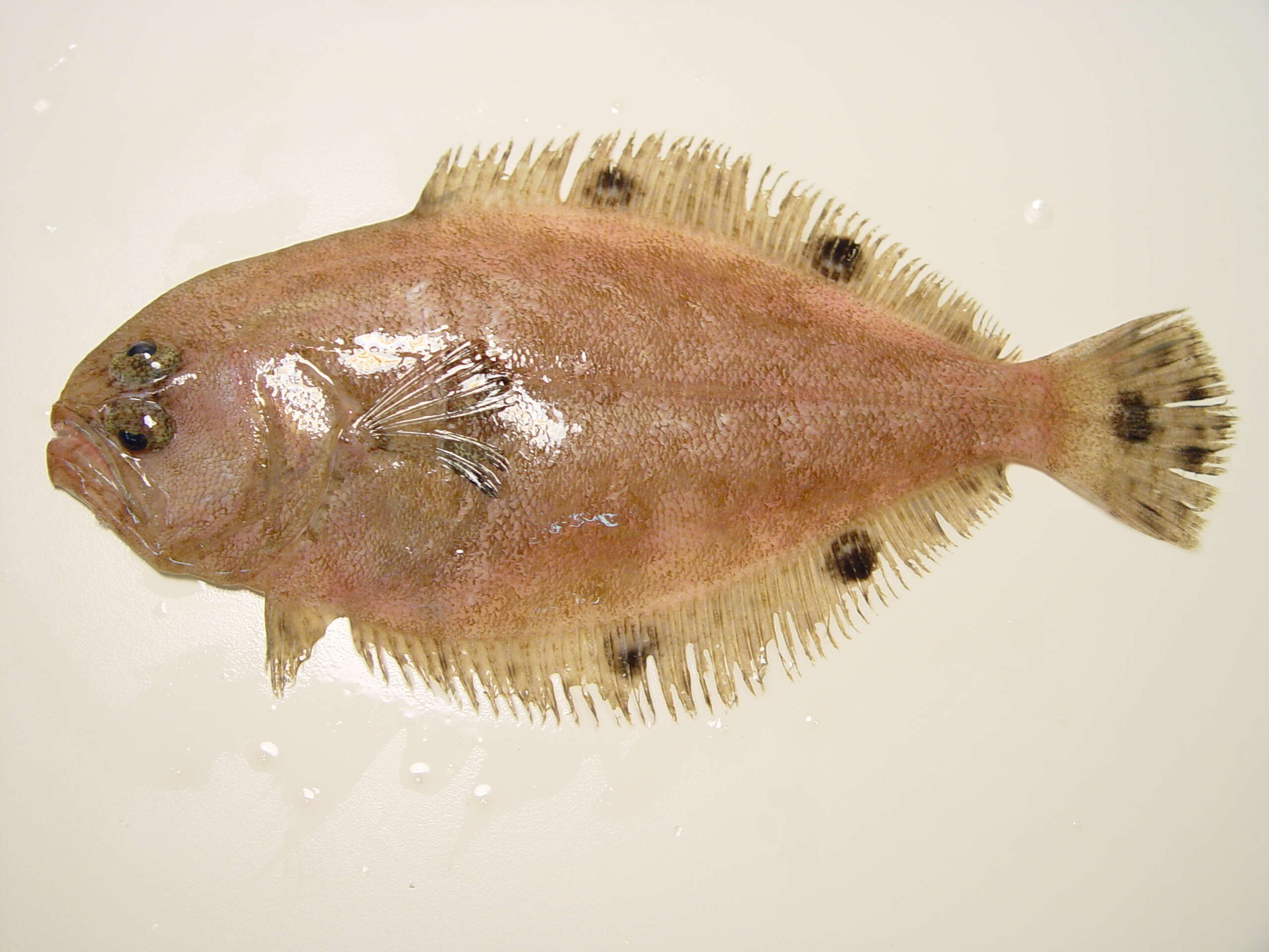 Image of Spotfin Flounder