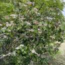 Imagem de Viburnum betulifolium Batalin