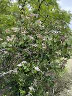 Image de Viburnum betulifolium Batalin