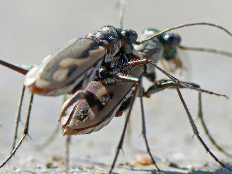 Image of Eunota praetextata praetextata (Le Conte 1854)