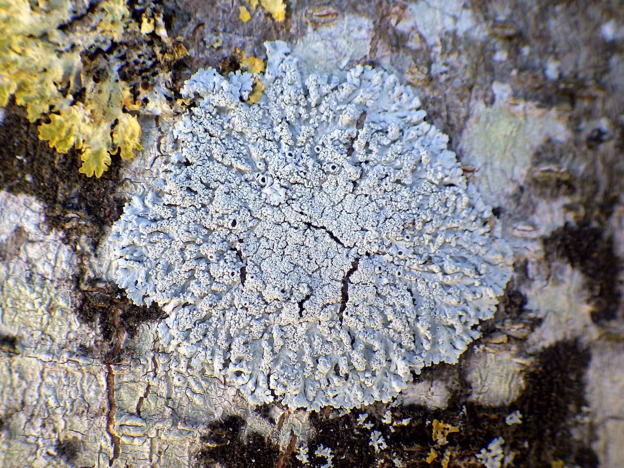 Image of Clemente's rosette lichen