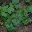 Image of Three-lobed Stork's-bill