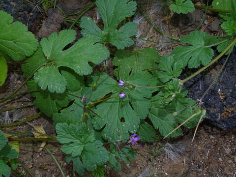 Image of Erodium chium (Burm. fil.) Willd.