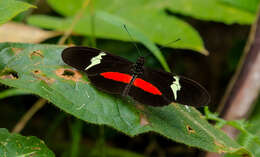 Image of <i>Heliconius <i>clysonymus</i></i> clysonymus