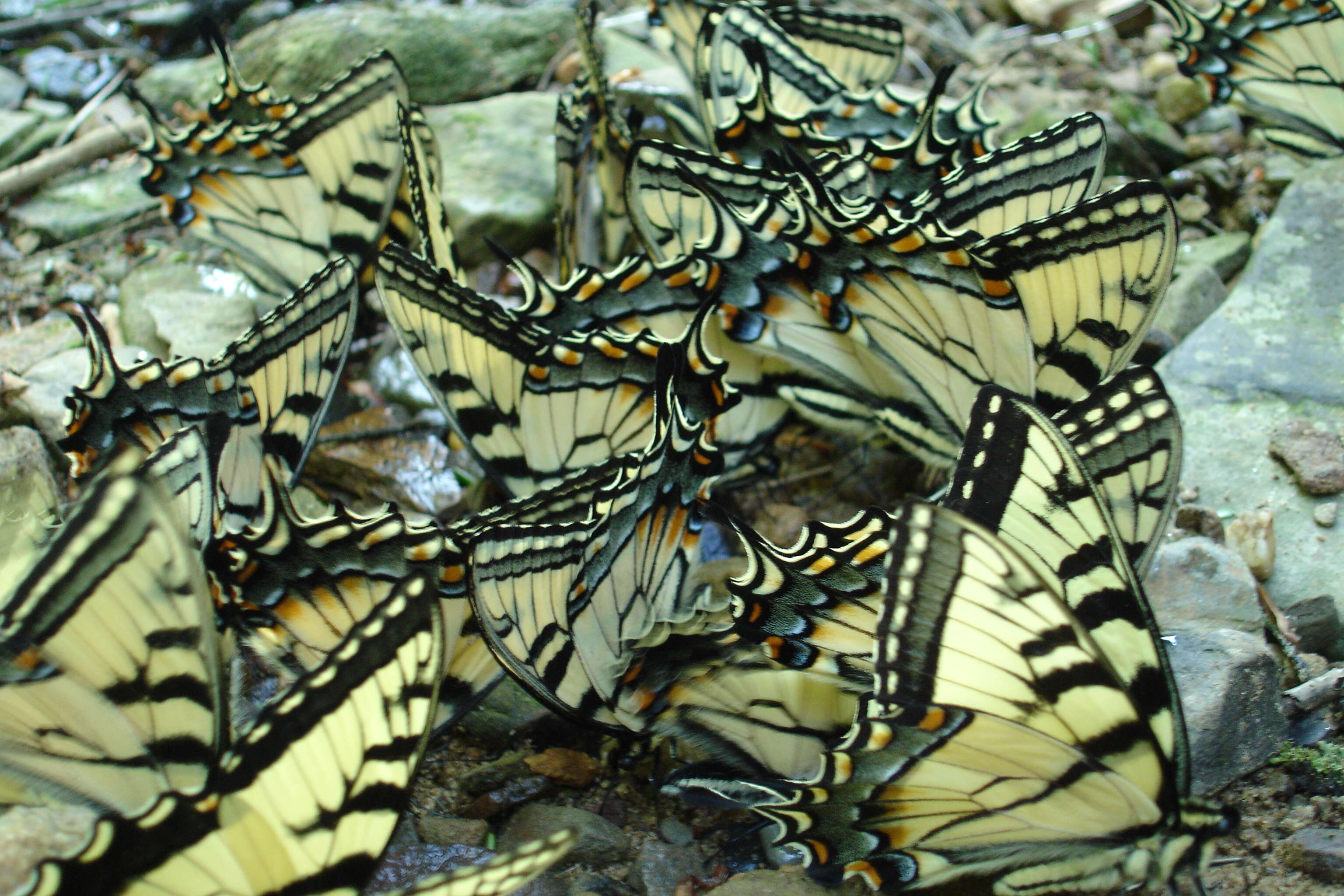 Image of Eastern Tiger Swallowtail