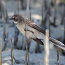 Image of Mangrove Fantail