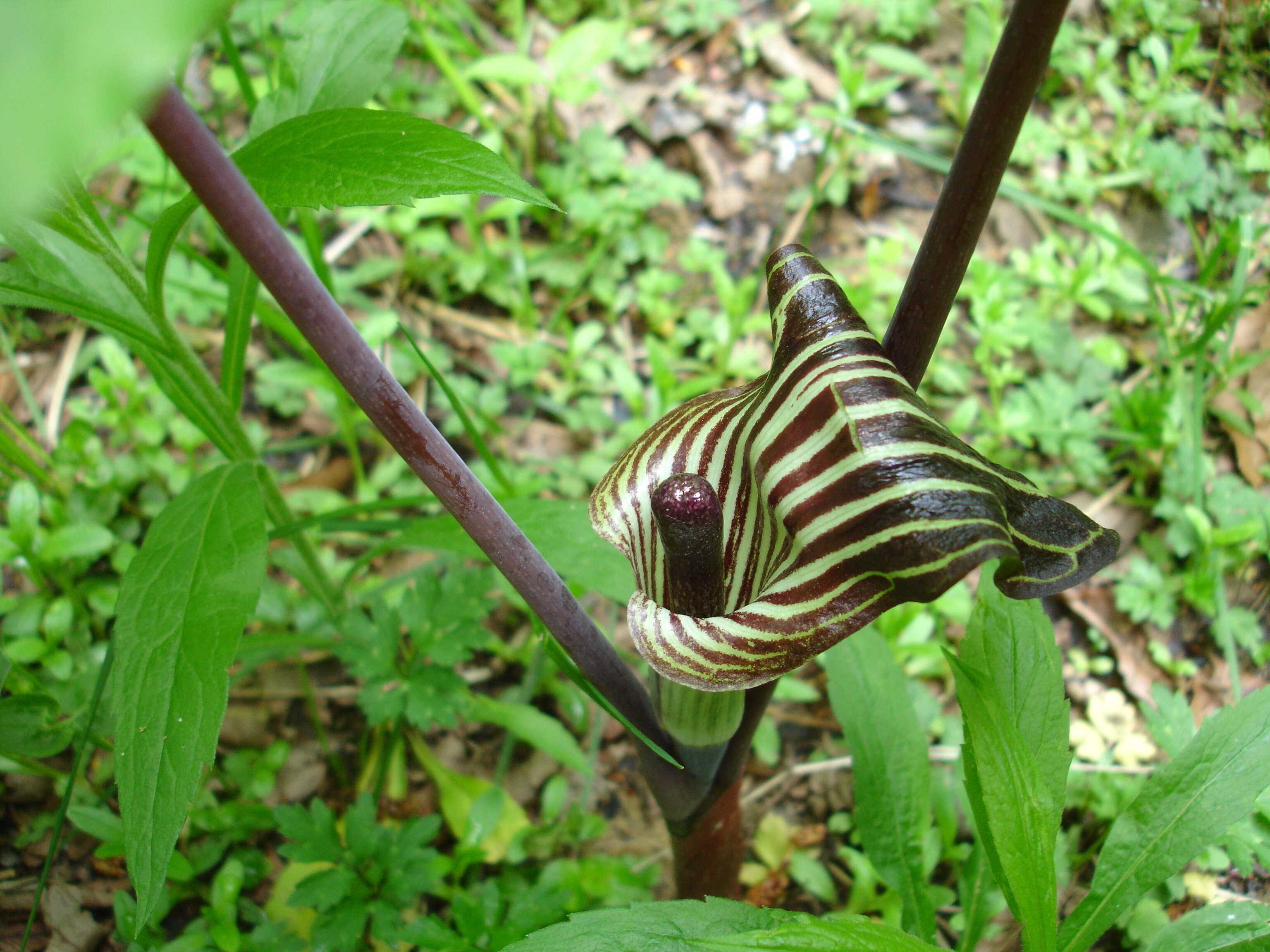 Слика од Arisaema triphyllum (L.) Schott