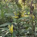 Image of Heliconia longiflora R. R. Sm.