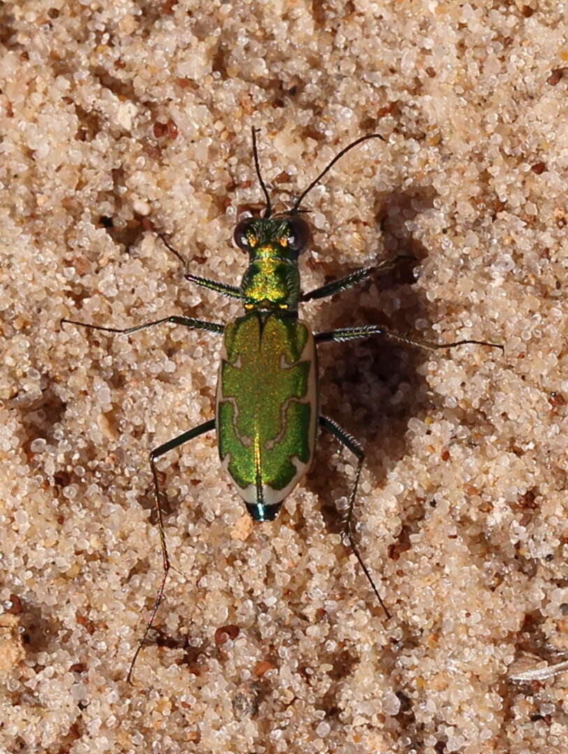 Image of Ellipsoptera rubicunda (E. D. Harris 1911)