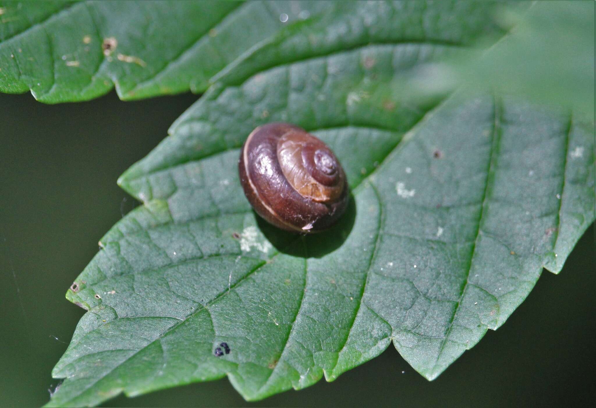 Imagem de Hygromia limbata (Draparnaud 1805)