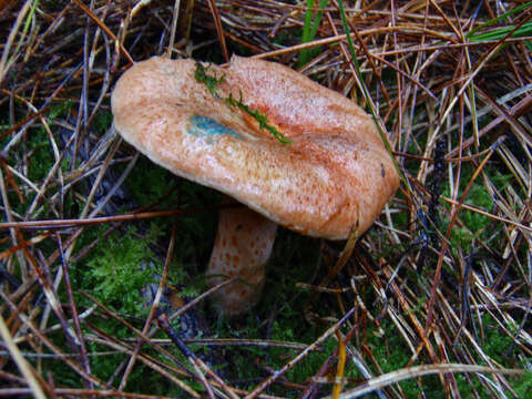 Image of Red Pine Mushroom