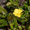 Image of Hibbertia cuneiformis (Labill.) Smith