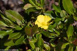 Image of Hibbertia cuneiformis (Labill.) Smith