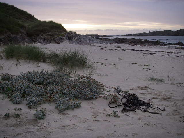 Image of sea-holly