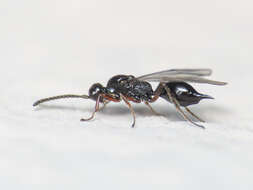 صورة Exallonyx trifoveatus Kieffer 1908