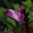 Image of Anthurium amnicola Dressler