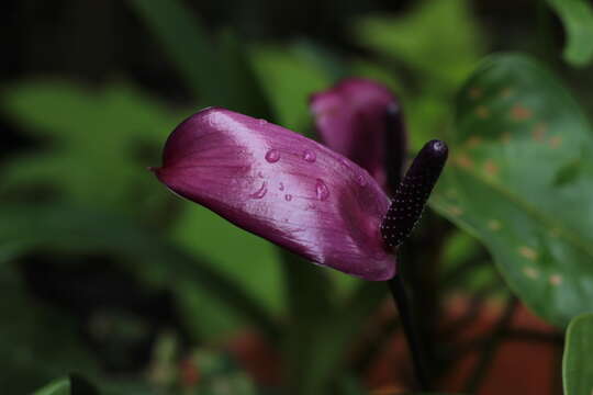 Image of Anthurium amnicola Dressler