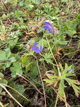 Imagem de Geranium sergievskajae