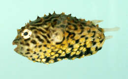 Image of Striped Burrfish